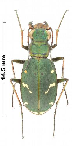 Réf. 245 919 : Cicindela turkestanica
